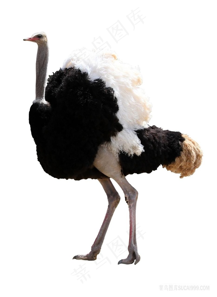 鸵鸟摄影图片