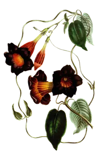 复古手绘植物花卉玫瑰花PNG免扣图案高清图片PS设计素材图