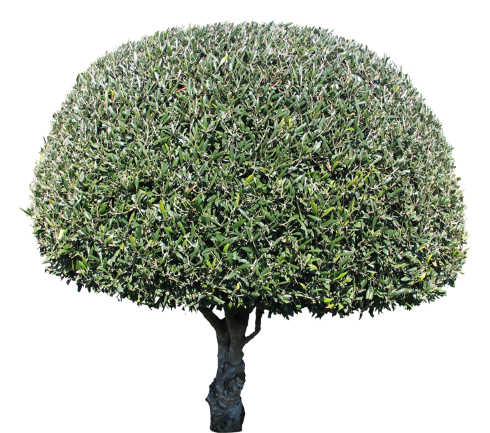 高清树木素材 免抠PSD植物素材 美术绘画园林贴图 树草灌木花草