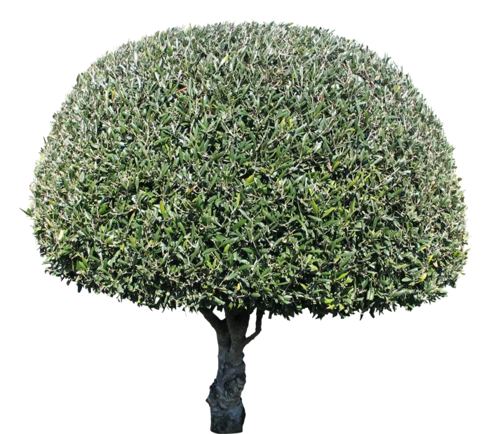高清树木素材 免抠PSD植物素材 美术绘画园林贴图 树草灌木花草