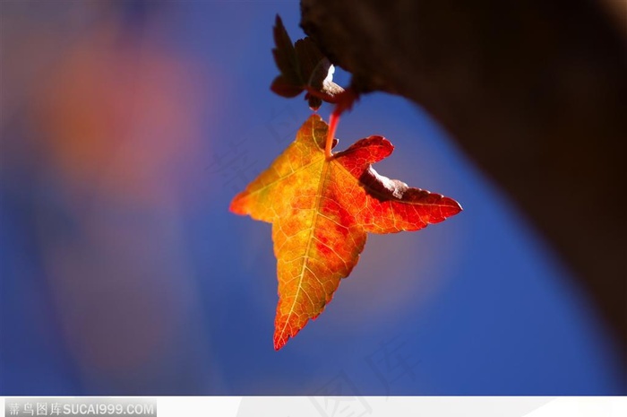 枫叶美景-阳光下美丽的枫叶