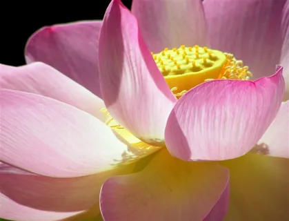 一朵清新脱俗的莲花图 一朵清新脱俗的莲花图