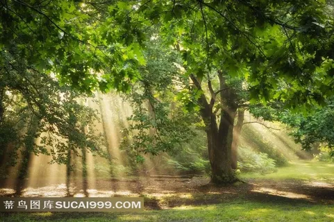 唯美树林里的阳光 唯美树林里的阳光