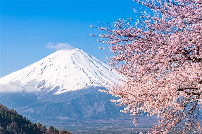 日本樱花富士山图片