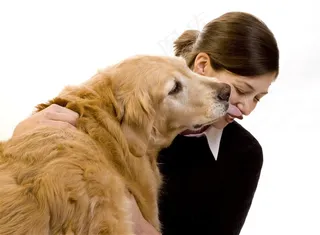 宠物狗机灵素材