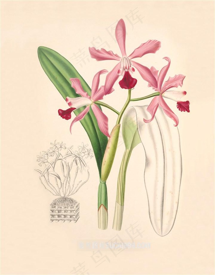 现代兰花彩绘插画图片
