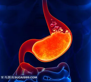 人体肠胃透视图素材