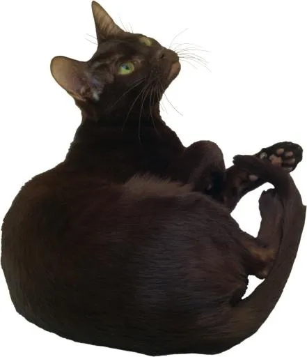 猫想知道PNG图片免抠(1942x2253)