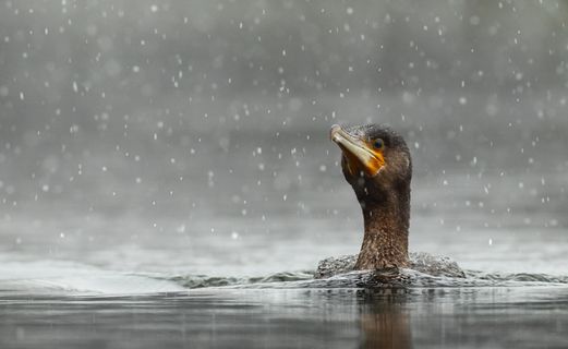 水中的鸟   水中的鸟