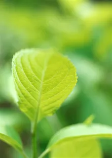 树木风景仰视  素材 树木风景仰视  素材