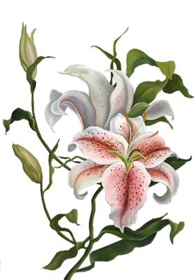 百合花免抠(278x400)