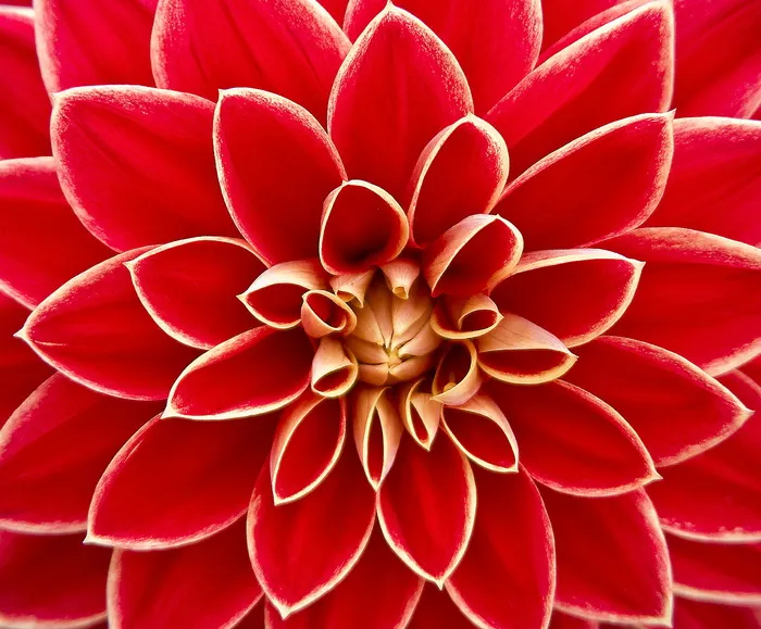 红色大丽花图片