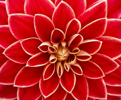 红色大丽花图片 红色大丽花图片