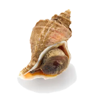 螺贝类带壳类(6)海鲜超市商品红酒白底图免抠实物摄影png格式图片透明底