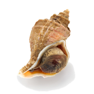 螺贝类带壳类(6)海鲜超市商品红酒白底图免抠实物摄影png格式图片透明底