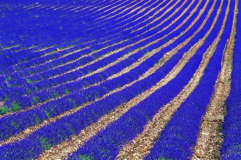 紫色唯美薰衣草图片