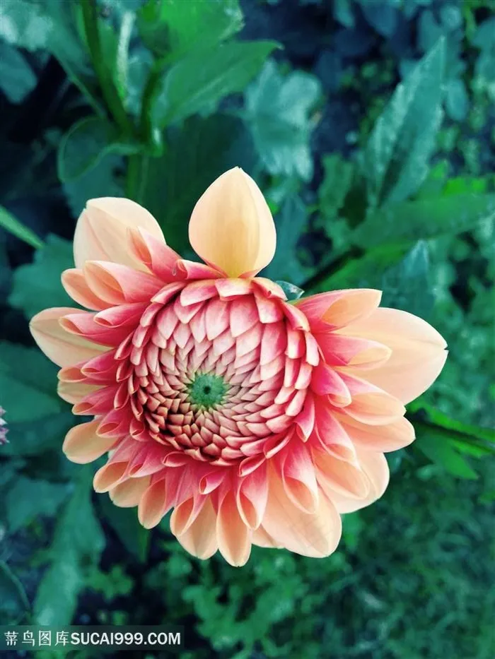 高清唯美大丽花鲜花图片