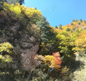 黑水的彩色树林