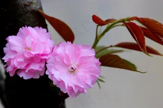 鲜花粉色樱花素材