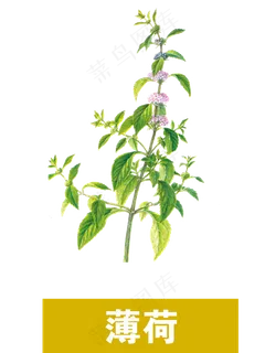 手绘草本中药药材薄荷