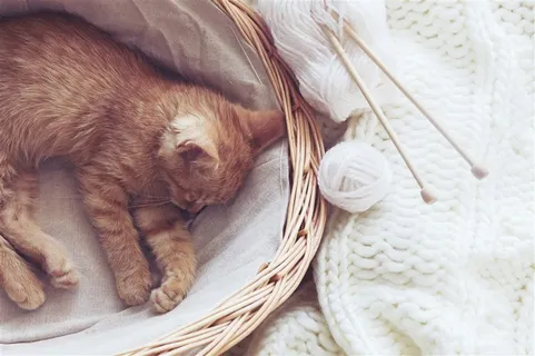 竹篮里睡觉的猫 竹篮里睡觉的猫