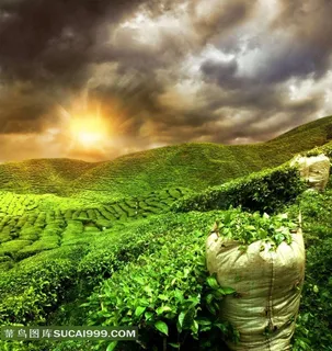 晚霞下的茶园田园风光 晚霞下的茶园田园风光