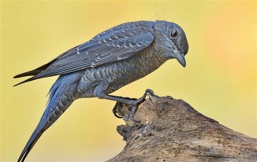 树桩上的蓝矶鸫素材