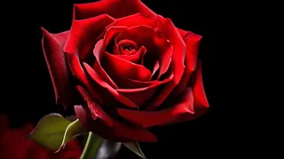 红色玫瑰花细节特写摄影图 