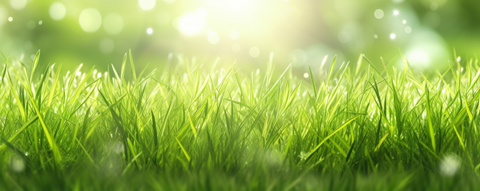 茂密的绿色草丛静距离拍摄叶子上挂载水滴摄影图