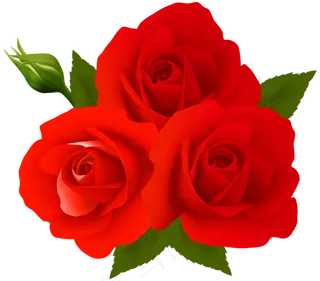 玫瑰 红色 红玫瑰 玫瑰花 花朵 鲜花特写 免抠