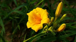 鲜花系列萱草花摄影素材