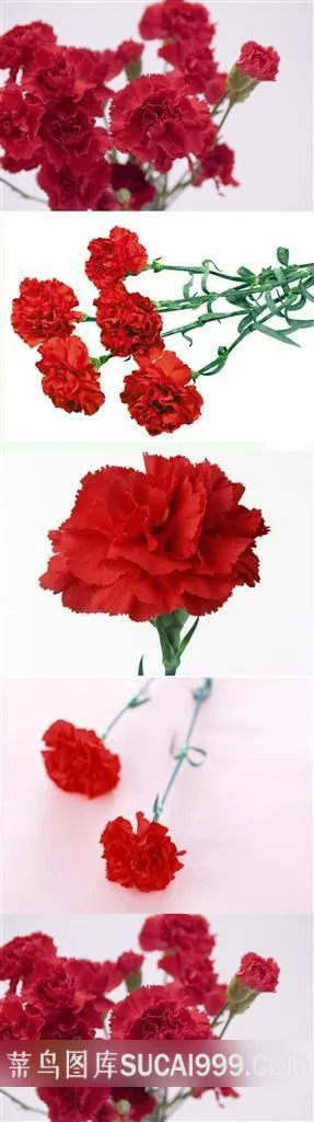 红色的康乃馨鲜花素材