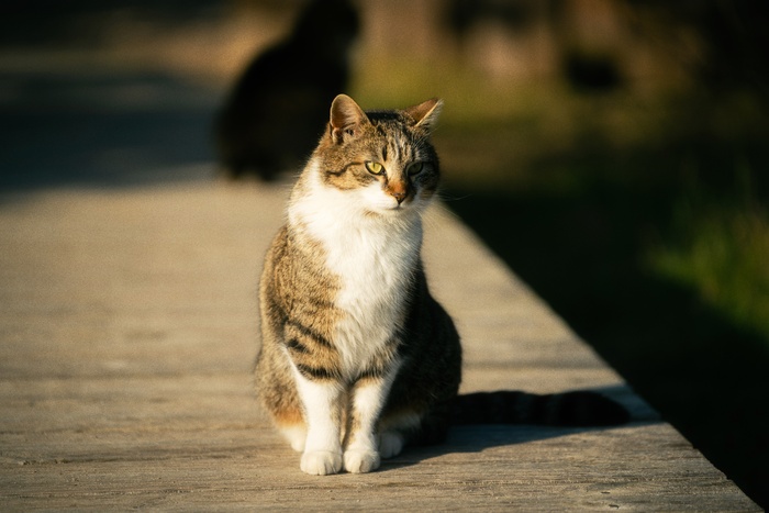 可爱猫咪猫猫摄影素材