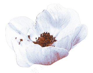 免抠花朵一