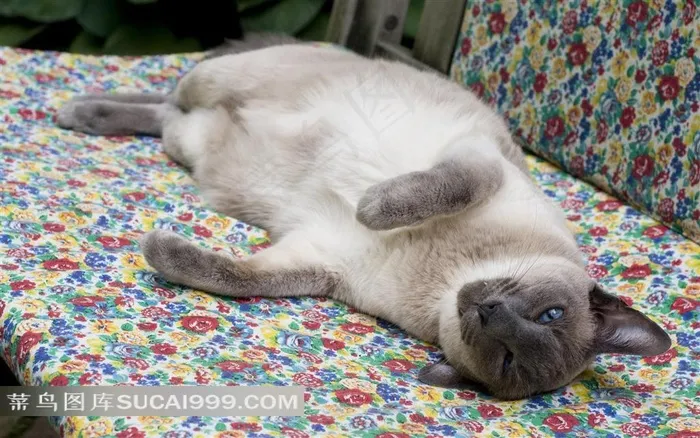 沙发上的猫高清图片