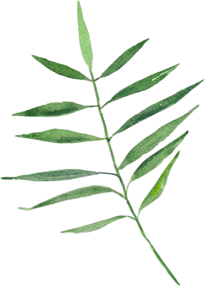 植物免扣植物水彩插画设计素材
