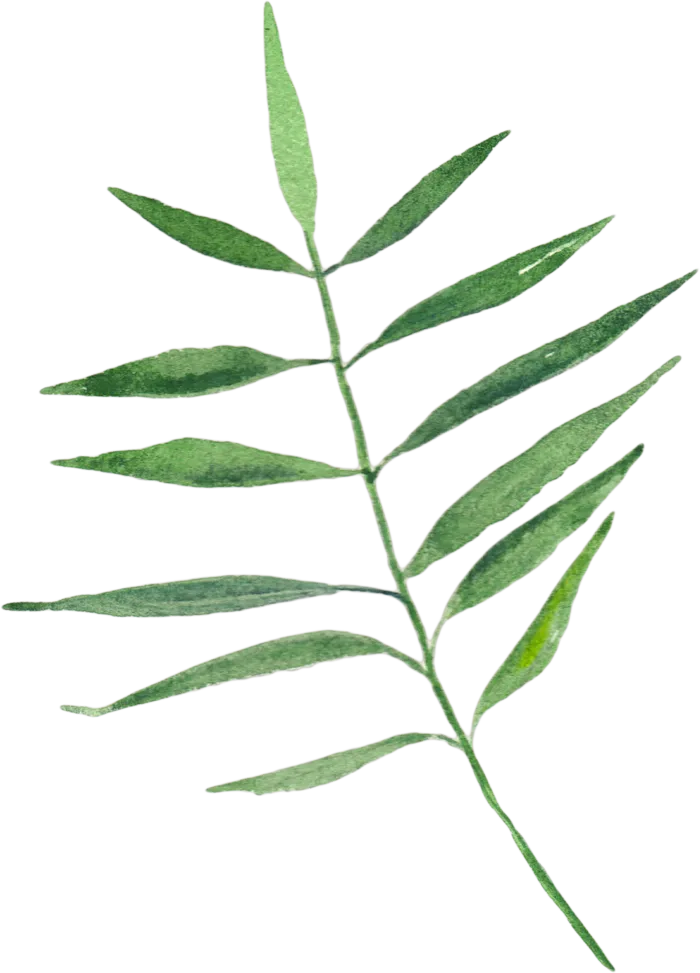 植物免扣植物水彩插画设计素材