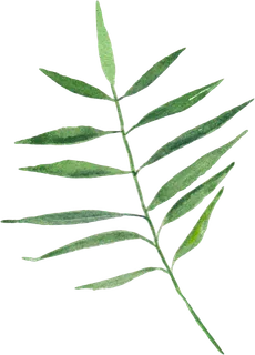 植物免扣植物水彩插画设计素材