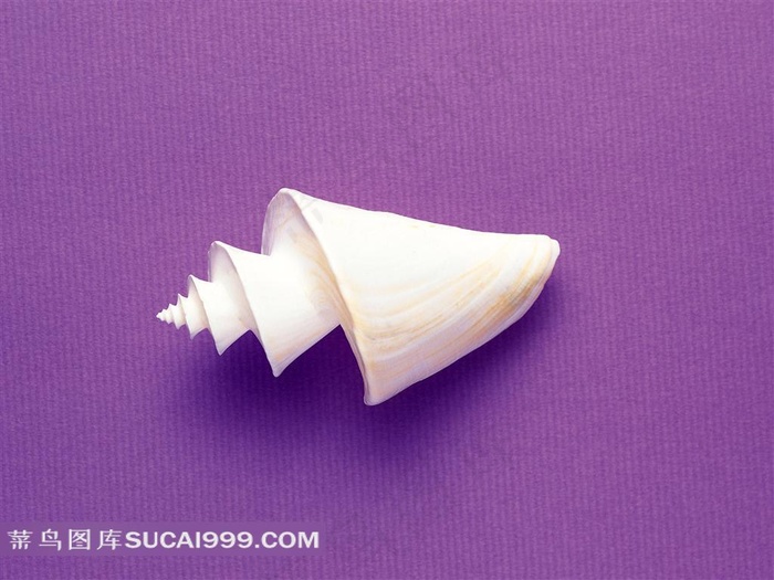 精美的白色贝壳素材