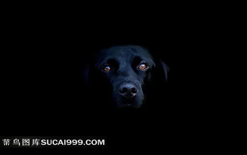 黑暗中的黑狗
