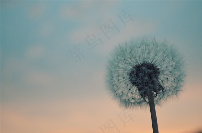唯美的蒲公英特写高清图片