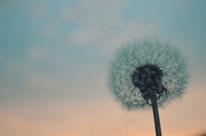 唯美的蒲公英特写高清图片