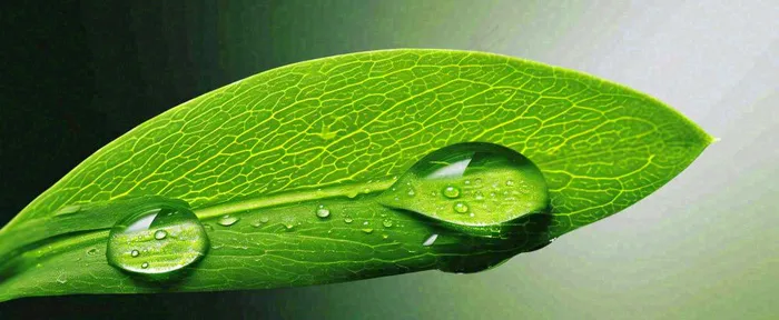夏天绿叶露水露珠萌芽清新，雨水白露谷雨摄影图(1712x704)