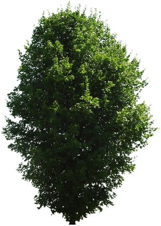 高清树木素材 免抠PSD植物素材 美术绘画园林贴图 树草灌木花草