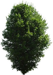 高清树木素材 免抠PSD植物素材 美术绘画园林贴图 树草灌木花草 高清树木素材 免抠PSD植物素材 美术绘画园林贴图 树草灌木花草