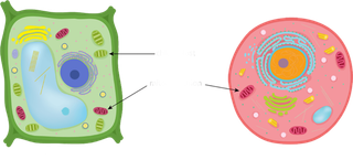 生物解剖细胞图素材