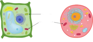 生物解剖细胞图素材