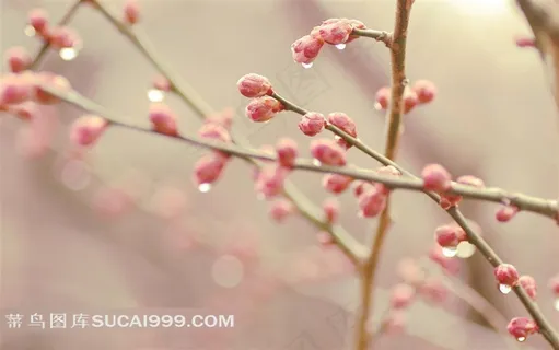 树枝和水珠素材图片