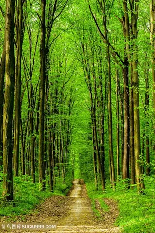 美丽的树林景色高清图片