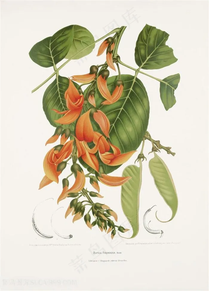 手绘橙色植物插画图片绘画图片